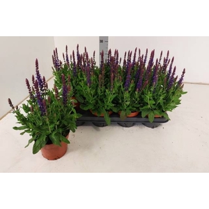 SALVIA NE BOR D BLUE