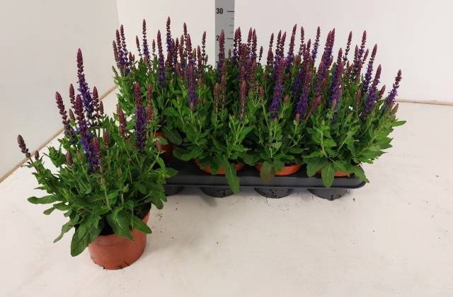 <h4>SALVIA NE BOR D BLUE</h4>