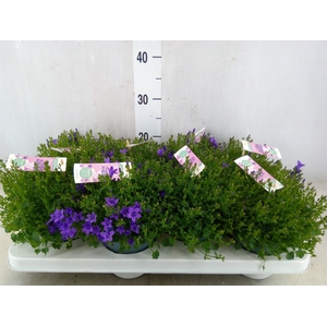 Campanula porten. 'Ambella In Prpl'
