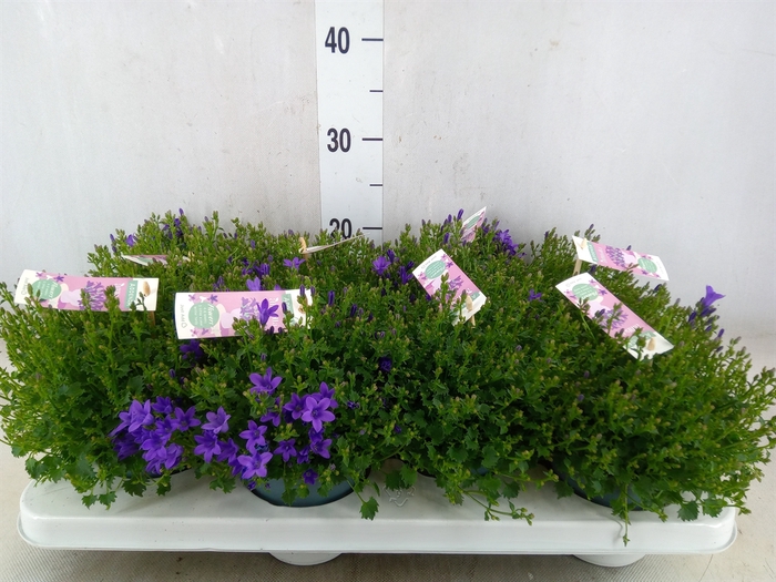 <h4>Campanula porten. 'Ambella In Prpl'</h4>