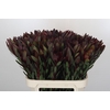 Leucadendron Saf Sunset Dark R.