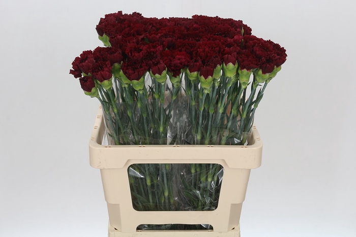 <h4>Dianthus St Junko</h4>