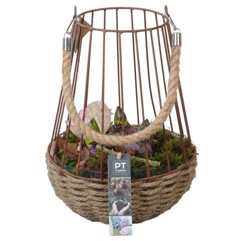 <h4>PTHC9174 Arrangement Hyacints in metaal mand met t</h4>