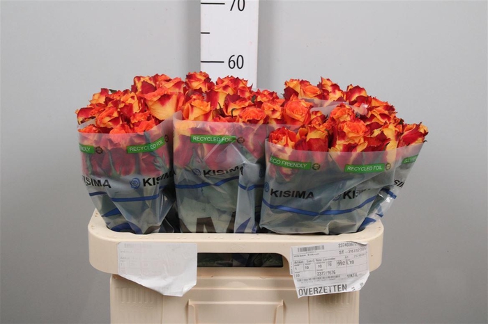 <h4>R Gr Silantoi B1</h4>