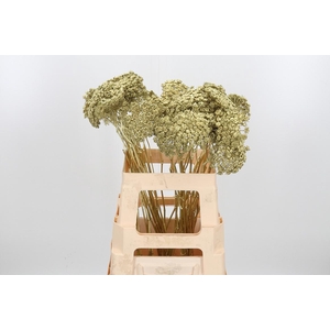 Ammi Zaad Kl Bh Goud