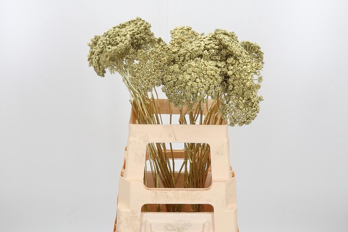 <h4>Ammi Zaad Kl Bh Goud</h4>