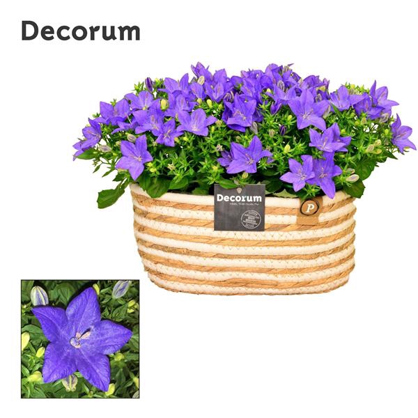 <h4>Campanula Napoli Field Basket</h4>