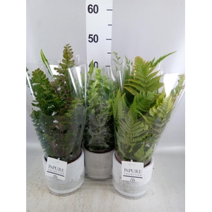 Ferns   ...mix