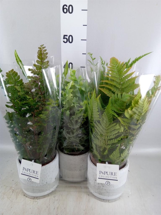 <h4>Ferns   ...mix</h4>
