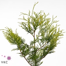 Conif.Thuja Zebrina