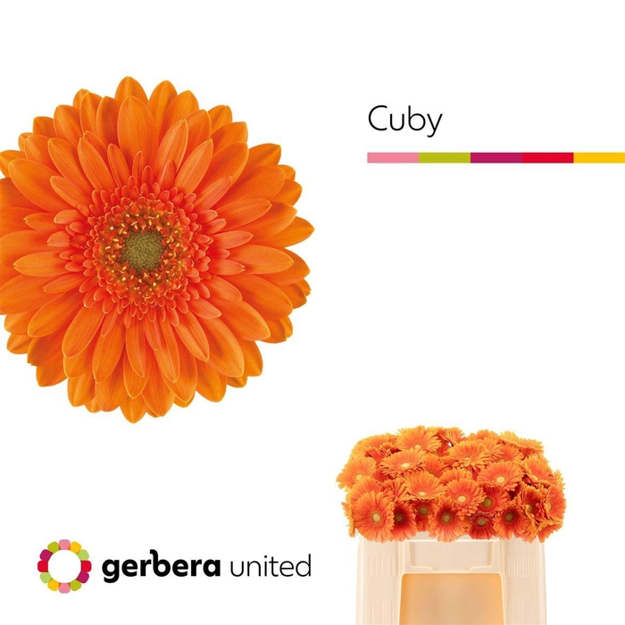 <h4>Ge Mi Cuby 07 CM,AQUA,ORANJE,(NL),(20)</h4>