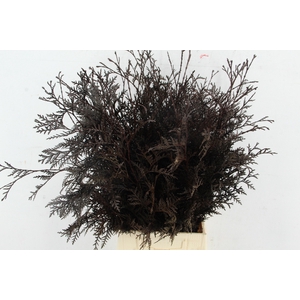 Coniferen xl intense Brown per bunch