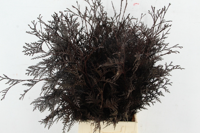 <h4>Coniferen xl intense Brown per bunch</h4>