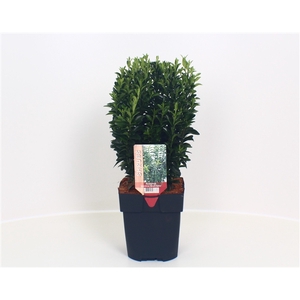 Euonymus japonicus 'Green Spire' P17