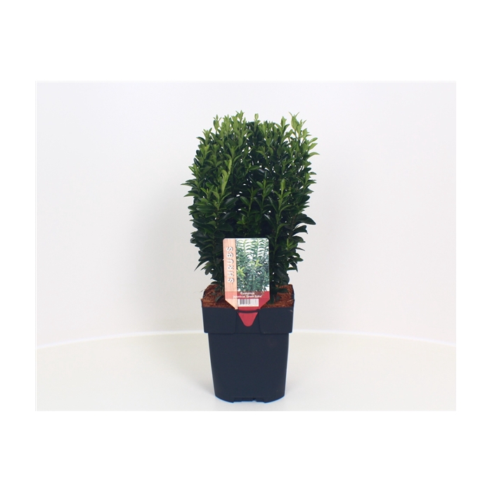 <h4>Euonymus japonicus 'Green Spire' P17</h4>