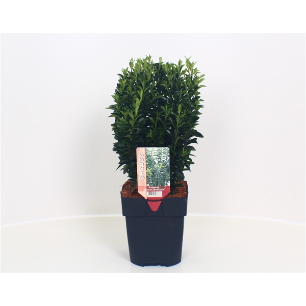 <h4>Euonymus japonicus 'Green Spire' P17</h4>