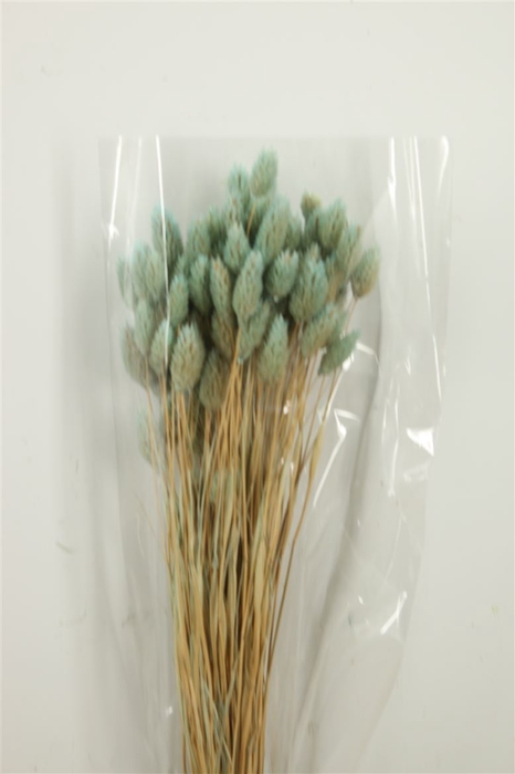 Dried Phalaris 100gr L. Blue Bunch Slv