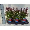 Lobelia Starship Scarlet