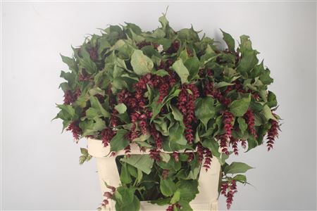 <h4>Leycester F Purple R</h4>