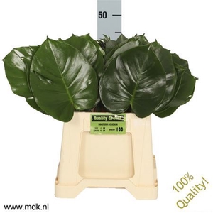 MONSTERA   ...BLAD