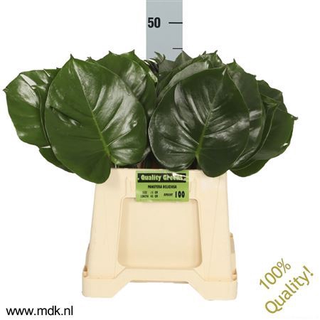 <h4>MONSTERA   ...BLAD</h4>