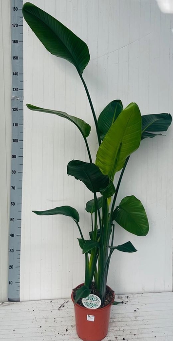 <h4>STRELITZIA NICOLAI</h4>