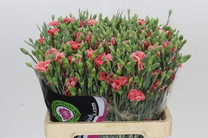 <h4>Dianthus Tr Solomio Cas</h4>