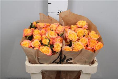 <h4>R Tr Eternal Flame</h4>