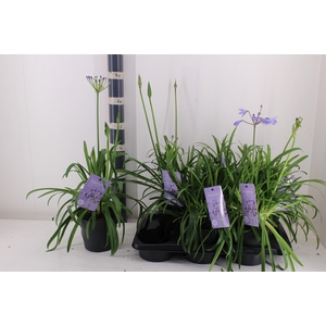 AGAPA SUMM LOVE BLUE