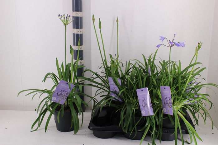 <h4>AGAPA SUMM LOVE BLUE</h4>