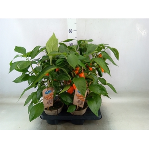 Capsicum annuum   ...paprika