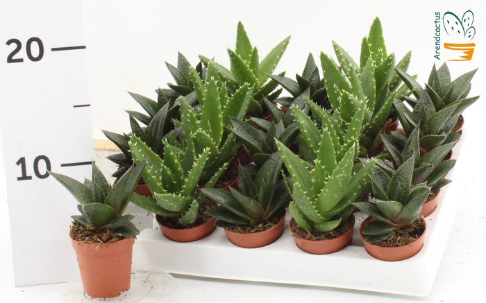 <h4>SUCC GEM 5 SRT</h4>