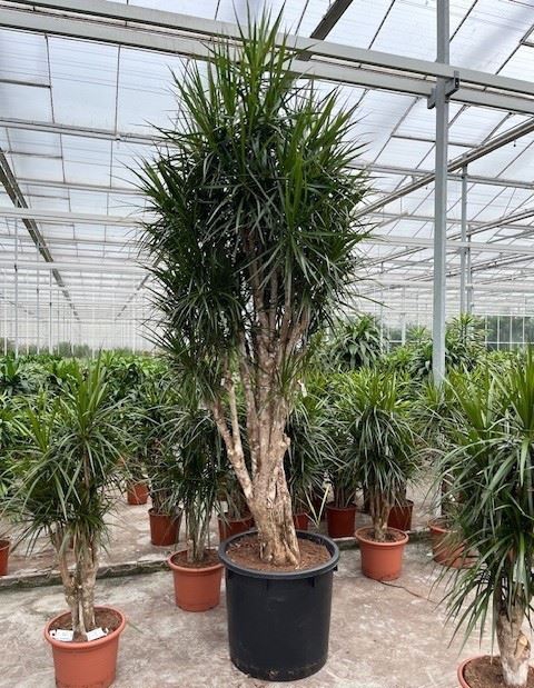 <h4>Dracaena</h4>