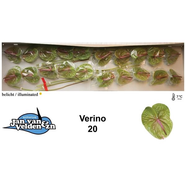 Verino 20