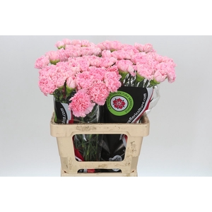 Dianthus St Overig