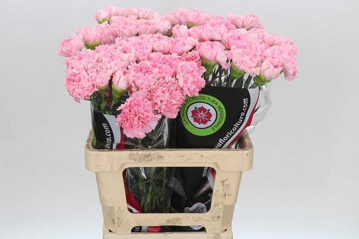 <h4>Dianthus St Overig</h4>