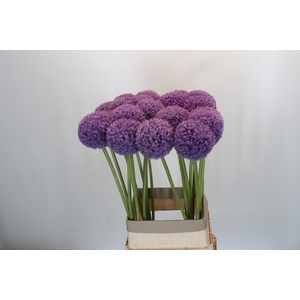 Allium Giganteum