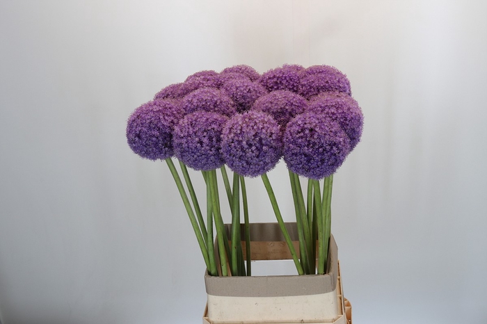 <h4>Allium Giganteum</h4>
