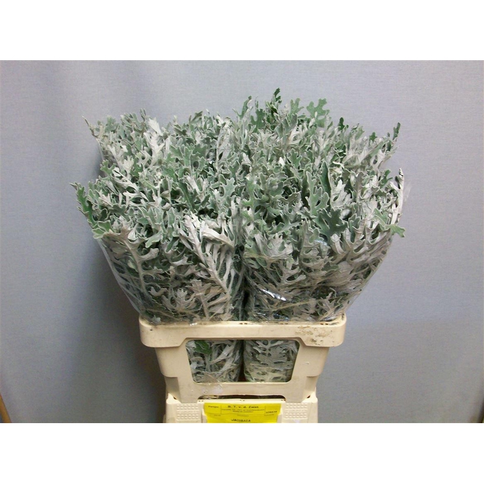 <h4>Jacobaea Maritima</h4>