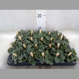 Peperomia