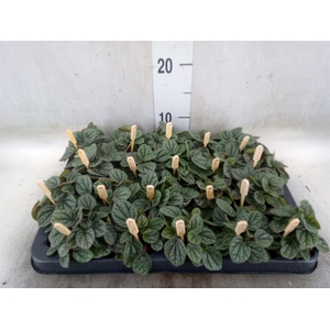 Peperomia