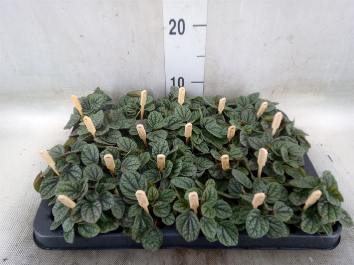 <h4>Peperomia</h4>