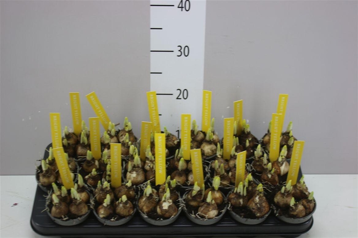 <h4>Narcis Tete A Tete</h4>