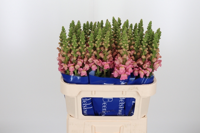 <h4>Antir Antibes Pink</h4>
