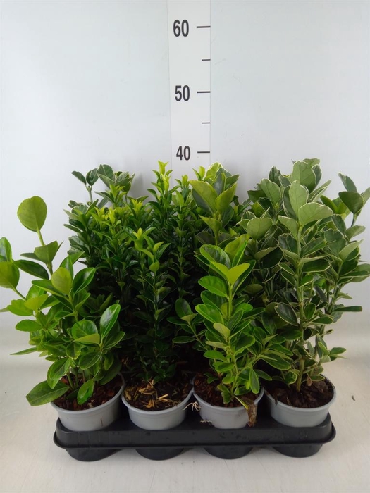 <h4>Euonymus japon.   ...mix</h4>