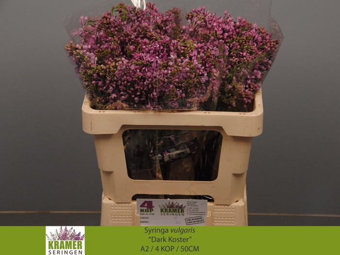 <h4>SYR V DARK KOSTER</h4>