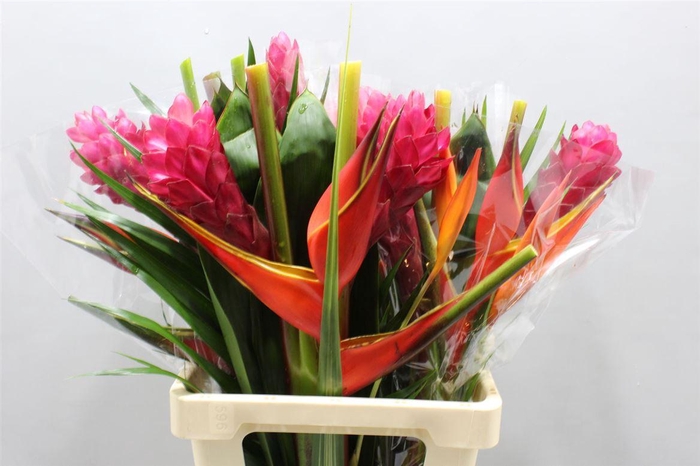 <h4>Heliconia A Bqt Zaire 996</h4>