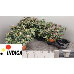 RHODO SI GEM 4 SRT