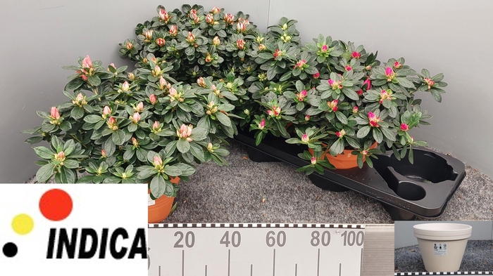 <h4>RHODO SI GEM 4 SRT</h4>