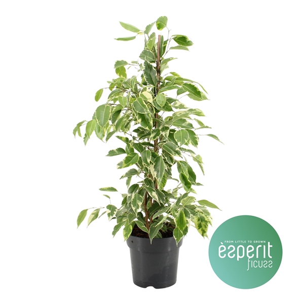 <h4>Ficus benjamina Golden King</h4>